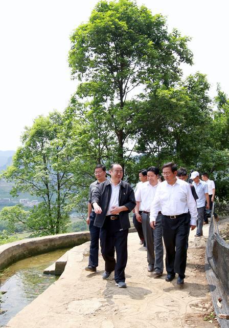 黄果树