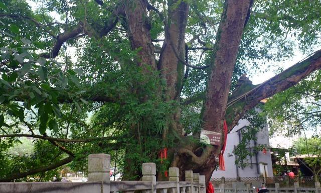 1625119596946957.jpg 75 (3).jpg