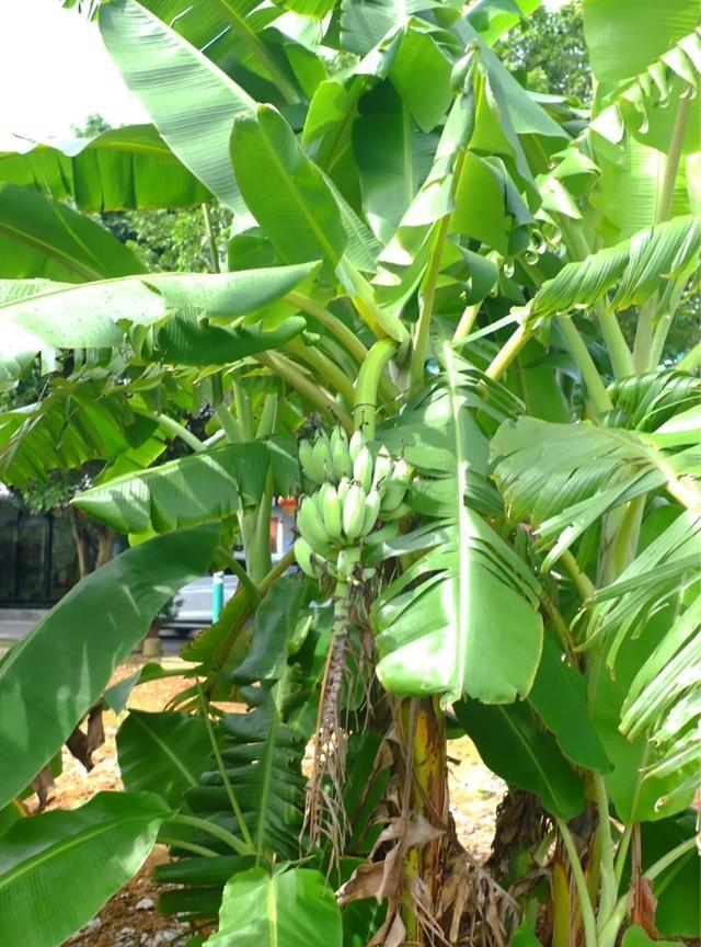 1625119605839579.jpg 75 (4).jpg