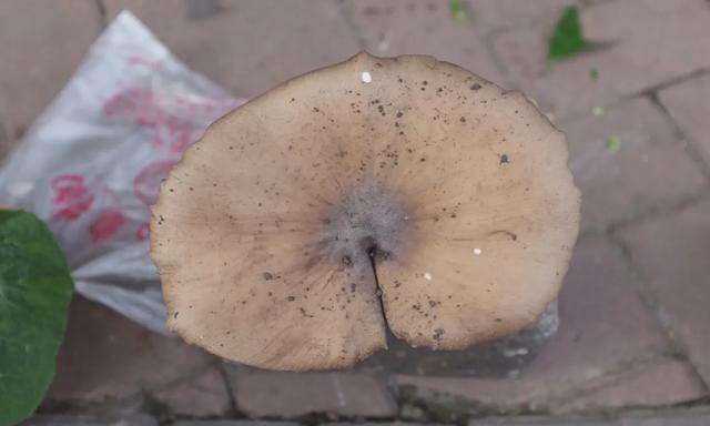 1625119613708829.jpg 75 (2).jpg