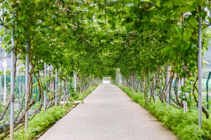 贵州黄丝村：小小山中村寨 旅游大有看头