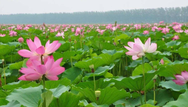 飞鸽截图20221011090147.png