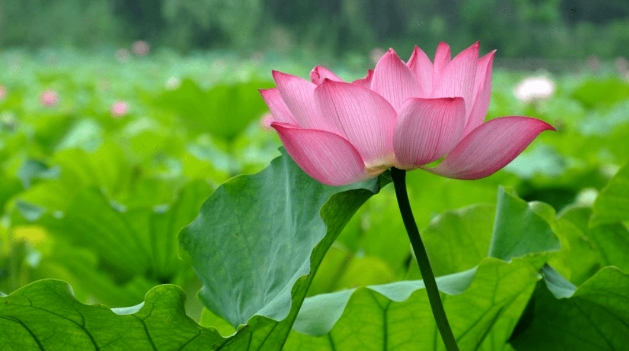 飞鸽截图20221011090155.png