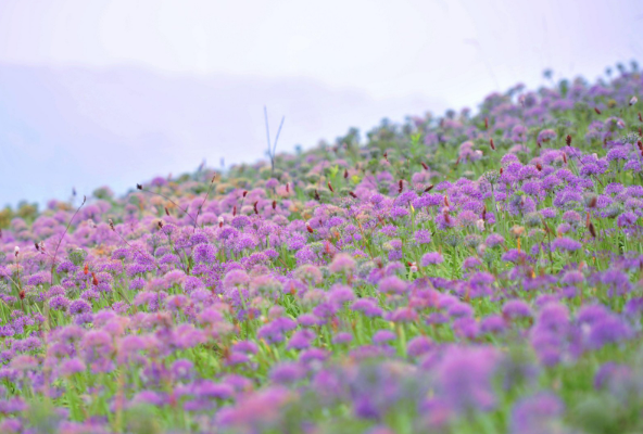 紫色花海，贵州屋脊韭菜坪最佳旅游时间 
