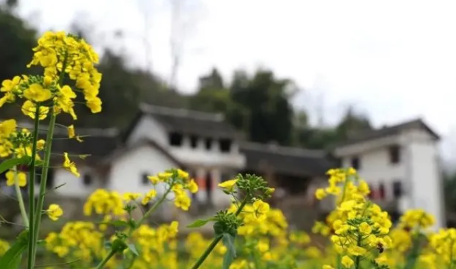 乡游黔中黔西市 解放村丨“柳岸水乡”春意浓，油菜花开踏春来