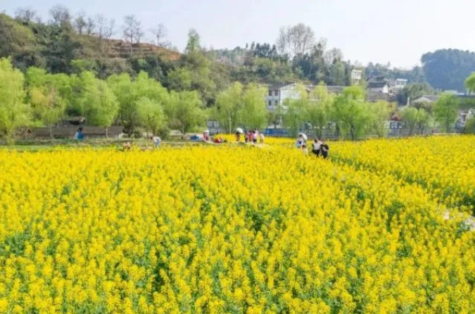 乡游黔中黔西市 解放村丨“柳岸水乡”春意浓，油菜花开踏春来