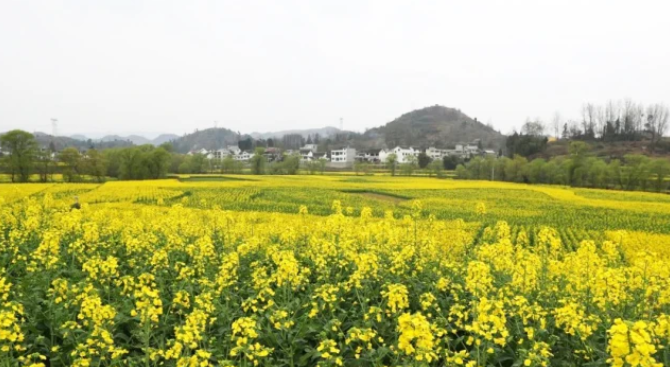 乡游黔中黔西市 解放村丨“柳岸水乡”春意浓，油菜花开踏春来