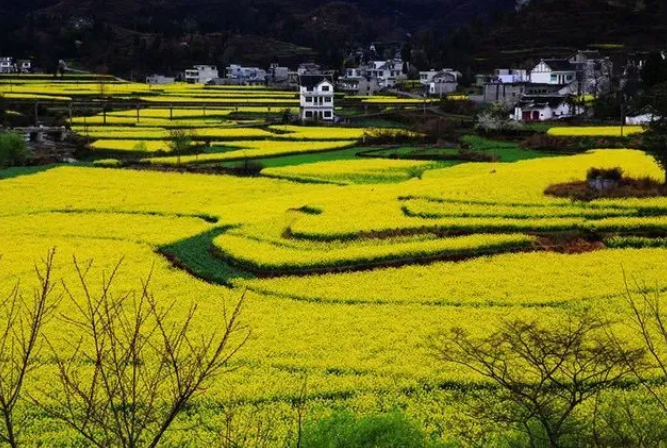 乡游黔中黔西市 解放村丨“柳岸水乡”春意浓，油菜花开踏春来