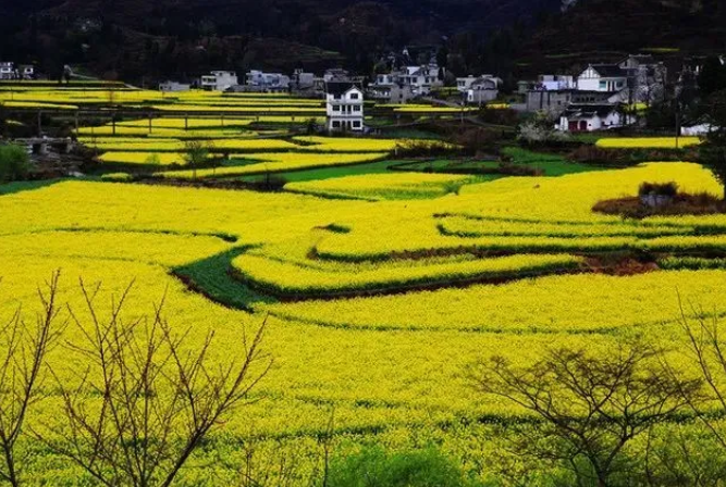 乡游黔中黔西市 解放村丨“柳岸水乡”春意浓嗯，呢油菜花开踏春来