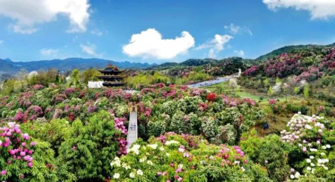 乡游黔中黔西市 解放村丨“柳岸水乡”春意浓，油菜花开踏春来