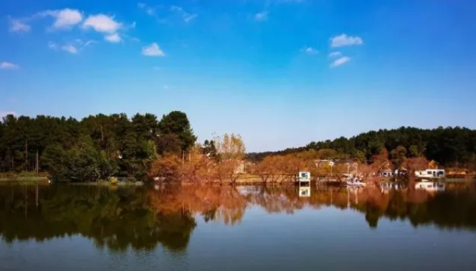 乡游黔中黔西市 解放村丨“柳岸水乡”春意浓🧏，油菜花开踏春来