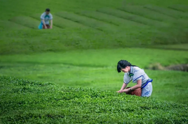 乡游黔中开阳县 田坎村丨人间万事消磨季，又到一年煮茶时