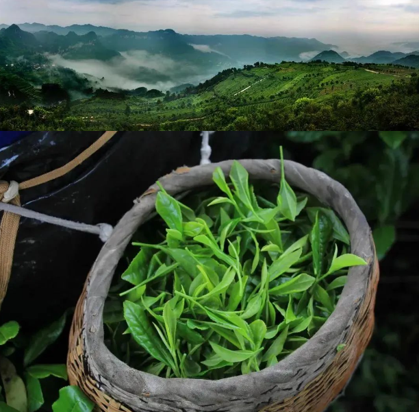 乡游黔中开阳县 田坎村丨人间万事消磨季，又到一年煮茶时