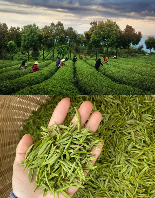 乡游黔中开阳县 田坎村丨人间万事消磨季，又到一年煮茶时