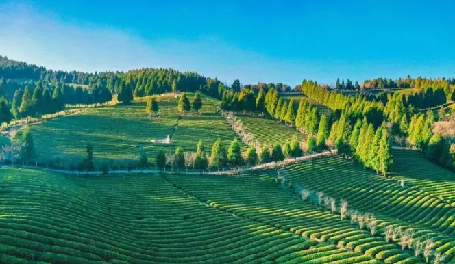 乡游黔中正安县 坪生村丨春日已至,这个村子准备扬“茗”立万 乡游黔中正安县 坪生村丨春日已至,这个村子准备扬“茗”立万