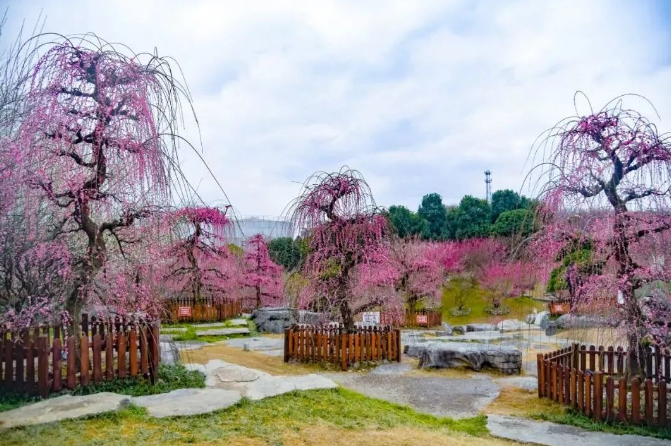 乡游黔中湄潭县 核桃坝村丨春风吹绿山岚，以茶之名，约你相伴
