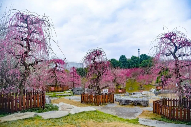 乡游黔中湄潭县 核桃坝村丨春风吹绿山岚，以茶之名🤵‍♂️，约你相伴