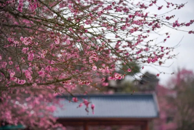 乡游黔中湄潭县 核桃坝村丨春风吹绿山岚，以茶之名，约你相伴