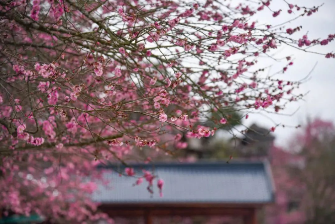 乡游黔中湄潭县 核桃坝村丨春风吹绿山岚🫴，以茶之名😸，约你相伴