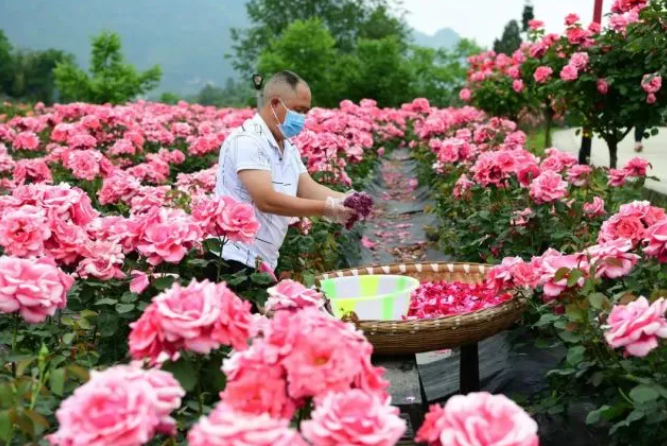 乡游黔中百里杜鹃 龙塘村丨翩然花海间嗯，藏着一个“酒香村”