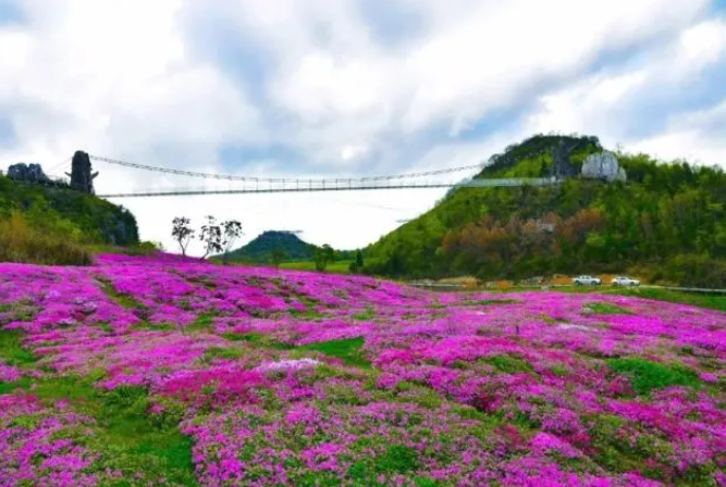 乡游黔中百里杜鹃 龙塘村丨翩然花海间，藏着一个“酒香村”