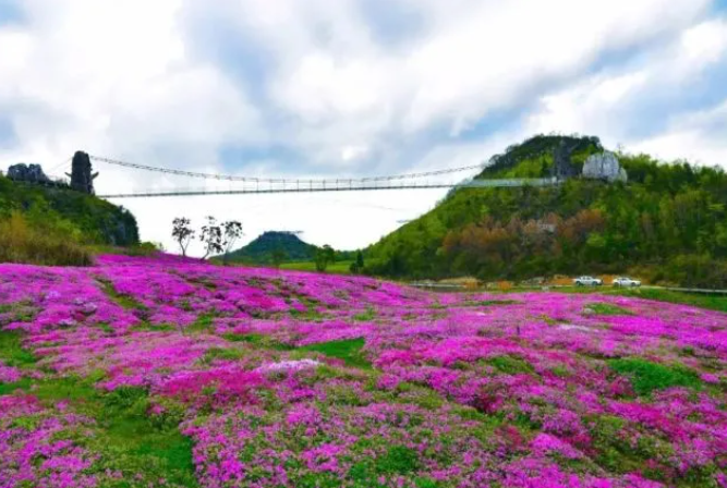 乡游黔中百里杜鹃 龙塘村丨翩然花海间呀，藏着一个“酒香村”