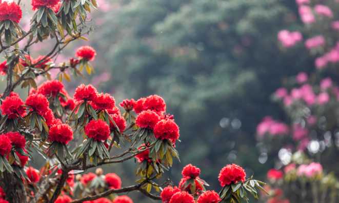 乡游黔中毕节市 永兴村丨百里杜鹃开花啦，嗯森林花海等你来