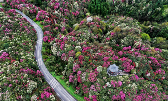 乡游黔中毕节市 永兴村丨百里杜鹃开花啦呢，森林花海等你来