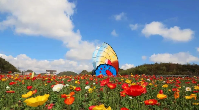 乡游黔中毕节市 永兴村丨百里杜鹃开花啦，呢森林花海等你来