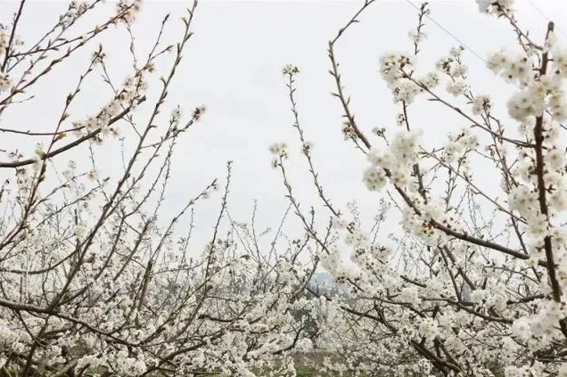 乡游黔中玉屏县 瓮阳村丨青山似屏，灼灼桃花，片片芳菲