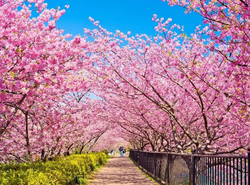 西部的樱花灿烂、山花烂漫 