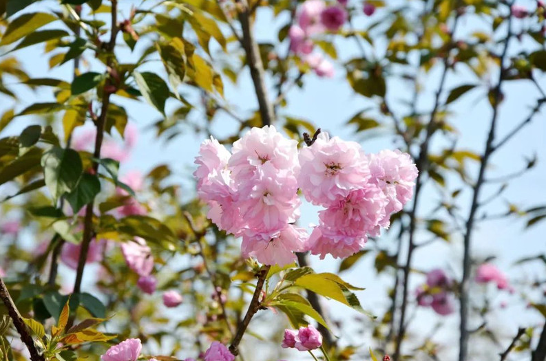 西部的樱花灿烂、山花烂漫 