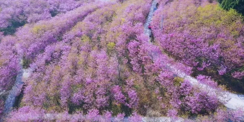 西部的樱花灿烂、山花烂漫 