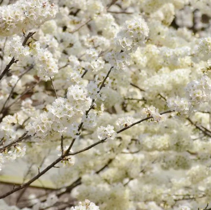 西部的樱花灿烂、山花烂漫 