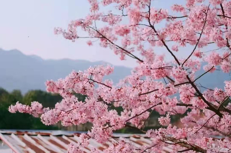 西部的樱花灿烂、山花烂漫 