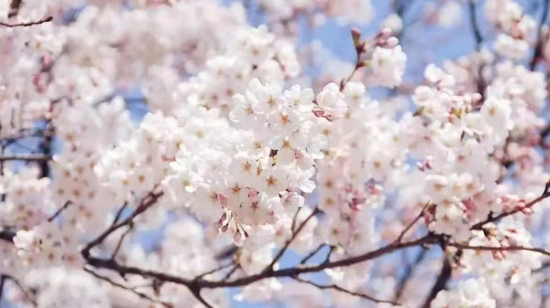 西部的樱花灿烂、山花烂漫 