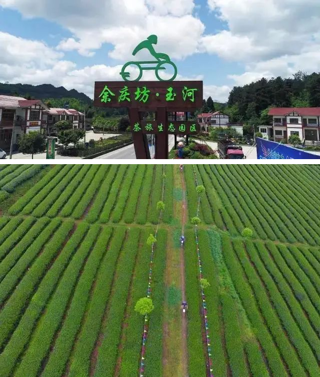 乡游黔中 余庆县 二龙村丨春风悄入乡，悠悠一盏茶香浓