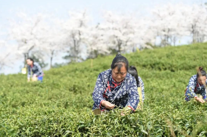 乡游黔中 余庆县 二龙村丨春风悄入乡，悠悠一盏茶香浓