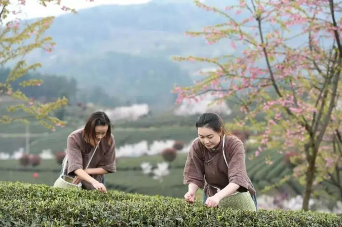 乡游黔中 余庆县 二龙村丨春风悄入乡，悠悠一盏茶香浓