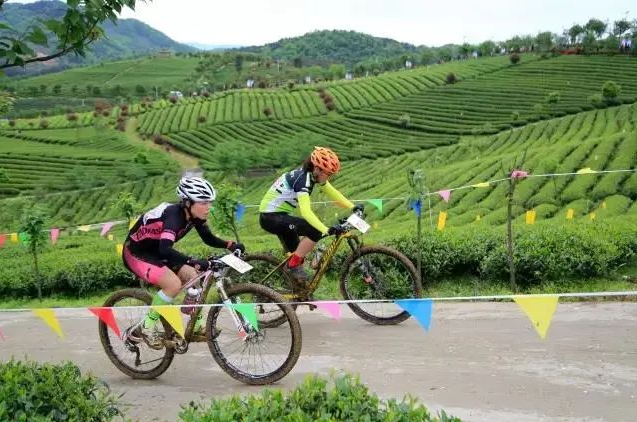 乡游黔中 余庆县 二龙村丨春风悄入乡，悠悠一盏茶香浓