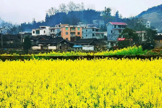 乡游黔中碧江区 克兰寨村丨穿越油菜花海🧑‍⚕️，漫步春意古寨