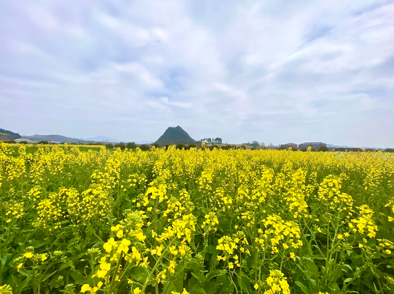 2022春游必去打卡地天洞景区，七彩油菜花等您来！
