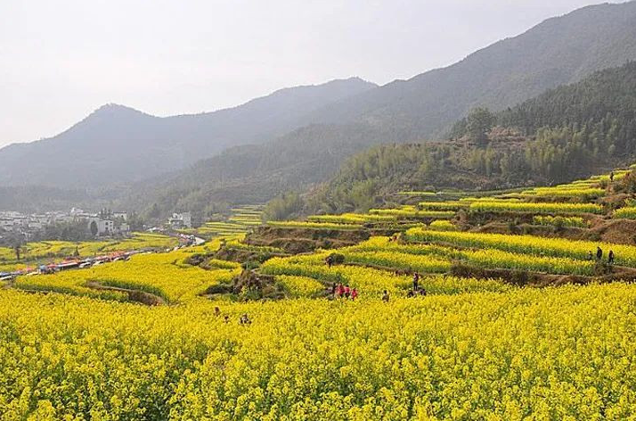 码住！清明节国内这撩人的春色圣地，哪款是你的心头爱？