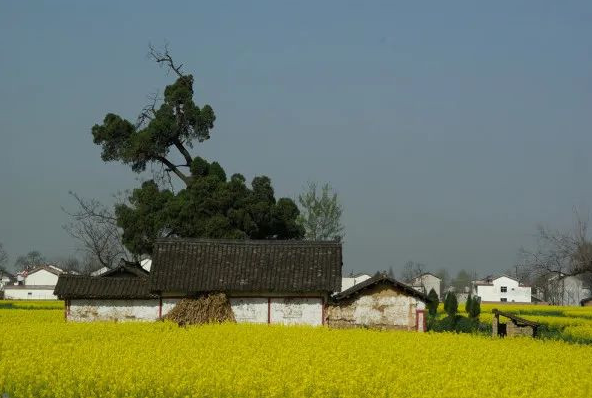码住！清明节国内这撩人的春色圣地，哪款是你的心头爱？