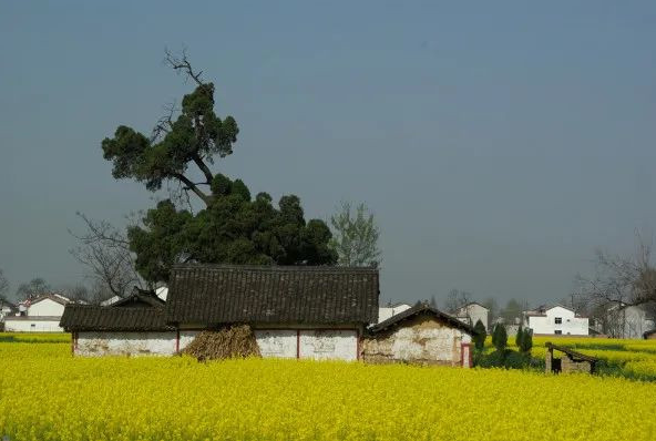 码住！清明节国内这撩人的春色圣地呀，哪款是你的心头爱？