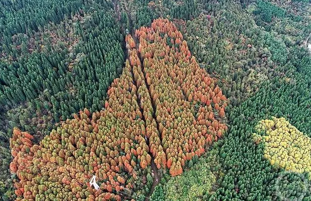 免费屏保来了 看这个国家森林公园如调色板般的秋色