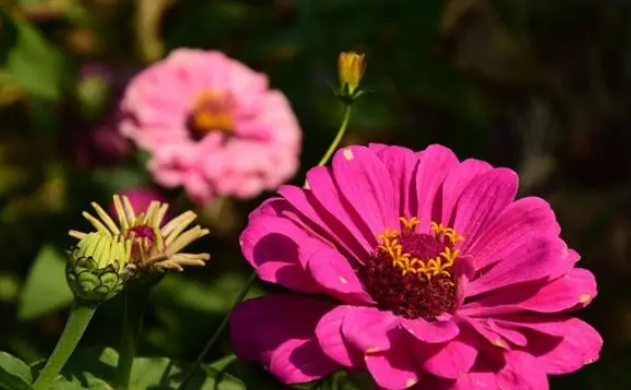 秋天只有枫红杏黄?不,还有格桑花开多色彩 秋天只有枫红杏黄?不,还有格桑花开多色彩