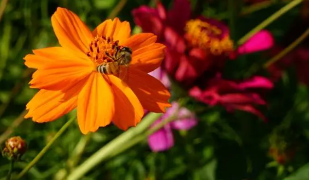 秋天只有枫红杏黄?不,还有格桑花开多色彩 秋天只有枫红杏黄?不,还有格桑花开多色彩