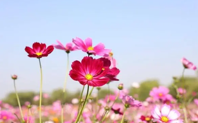 秋天只有枫红杏黄?不,还有格桑花开多色彩 秋天只有枫红杏黄?不,还有格桑花开多色彩