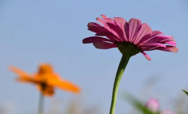 秋天只有枫红杏黄?不,还有格桑花开多色彩 秋天只有枫红杏黄?不,还有格桑花开多色彩